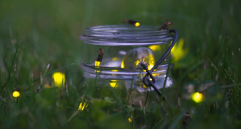 Catching fireflies is a wonderful way for kids to be entertained this Summer.